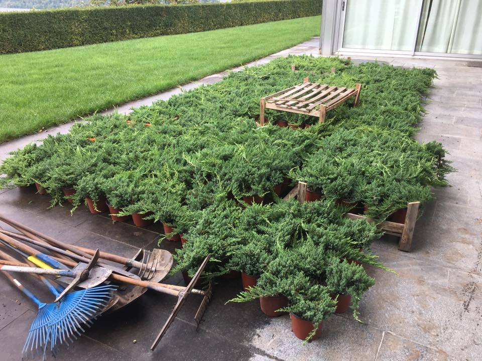 Mattia Biava Giardiniere - Abeti