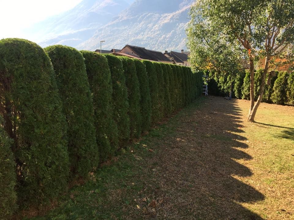 Mattia Biava Giardiniere - Manutenzione arbusti