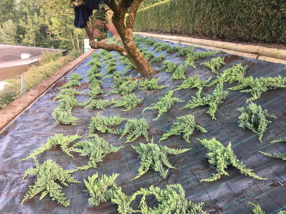 Mattia Biava Giardiniere - Parete verde