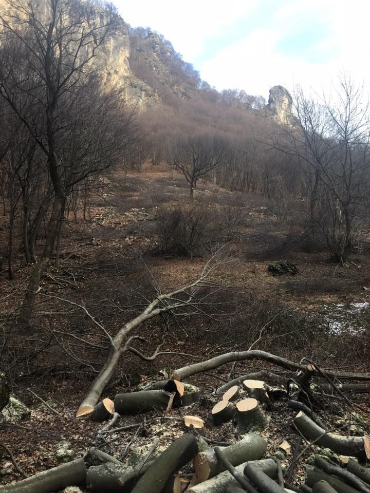 Mattia Biava Giardiniere - Potatura alberi