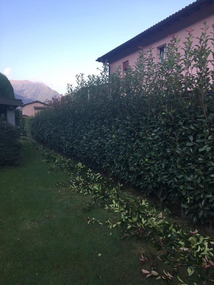 Mattia Biava Giardiniere - Potatura siepe