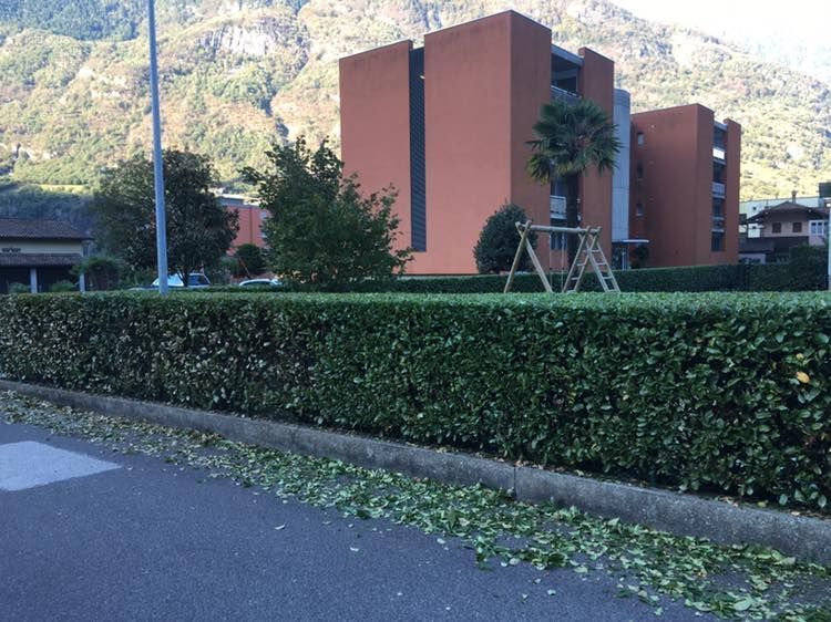 Mattia Biava Giardiniere - Potatura siepe edificio