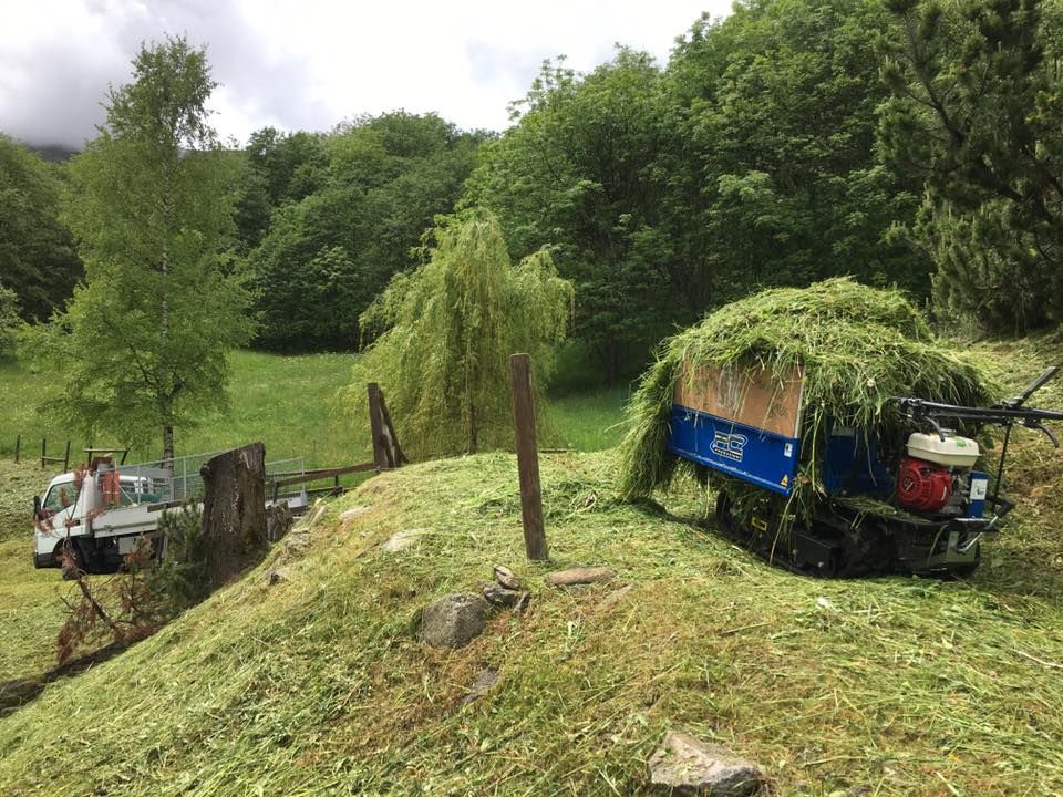 Mattia Biava Giardiniere - Pulizia siepi aree verdi
