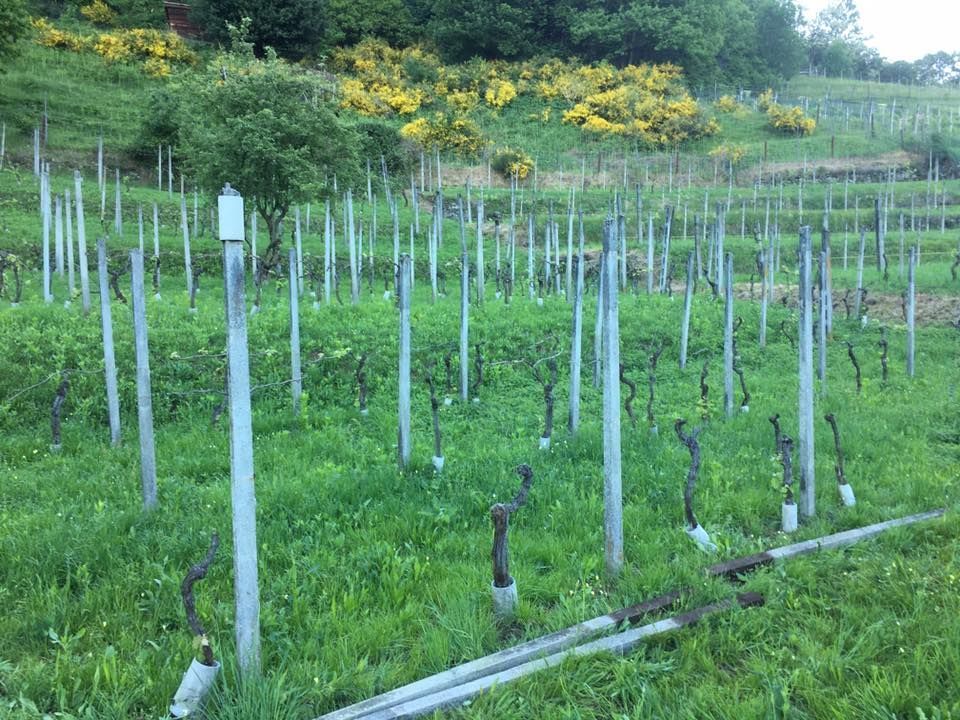 Mattia Biava Giardiniere - Smantellamento vigneto