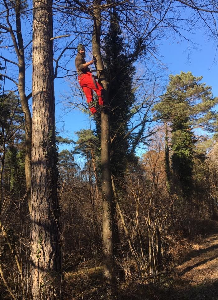 Mattia Biava Giardiniere - Taglio piante e pulizia boschi
