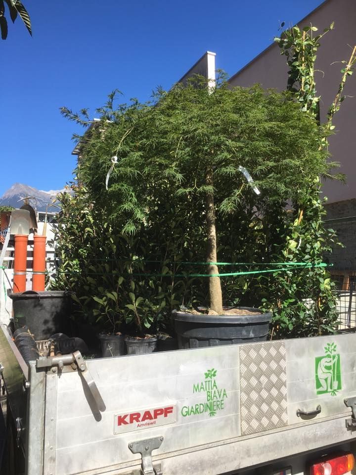 Mattia Biava Giardiniere - Trasporto piante