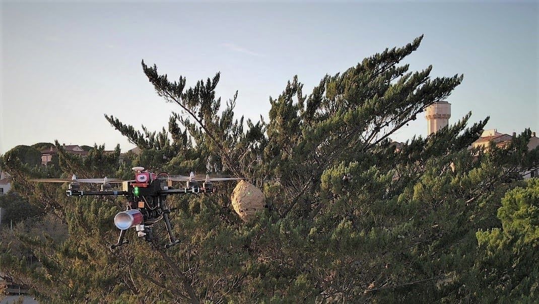 Nid frelons asiatique