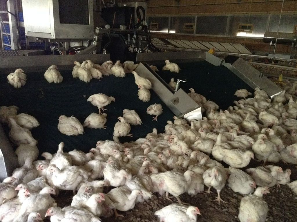 LemmTec GmbH – Geflügel