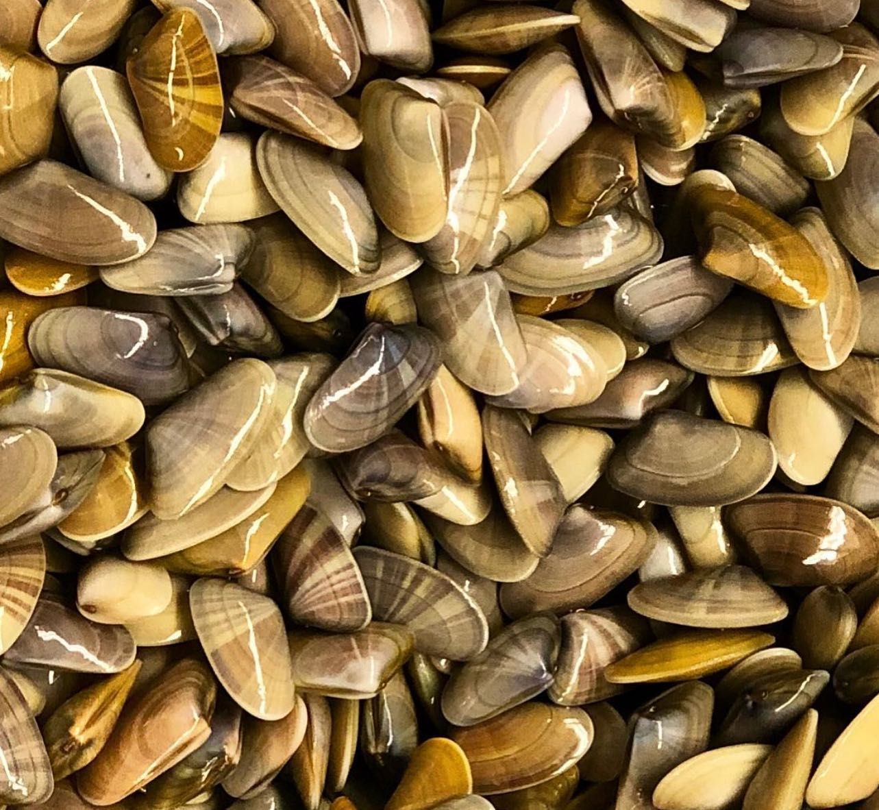 Plateau de coquillages