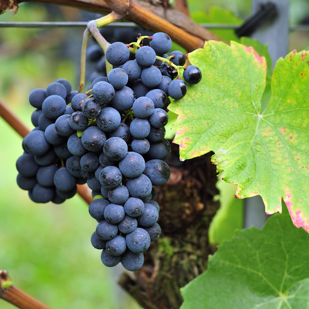 Les cépages et vins du domaine de l'Orme