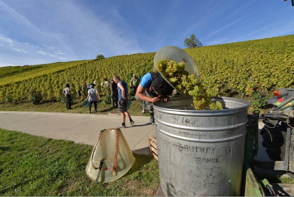 Un bac en acier inoxydable débordant de raisins verts, une bouteille de vin posée dessus, avec un vignoble en arrière-plan.