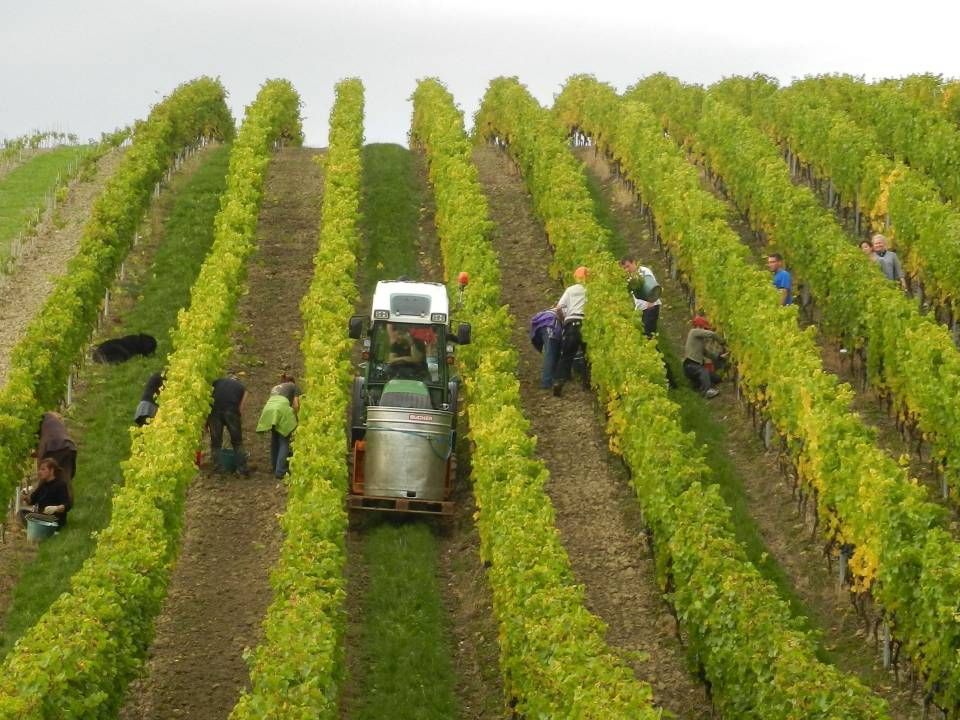 Service de table avec serviette, couverts et marque-place. Comprend des verres à eau et à vin, ainsi qu'un numéro de table.