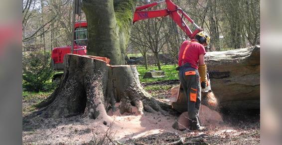 Abattage d'arbre
