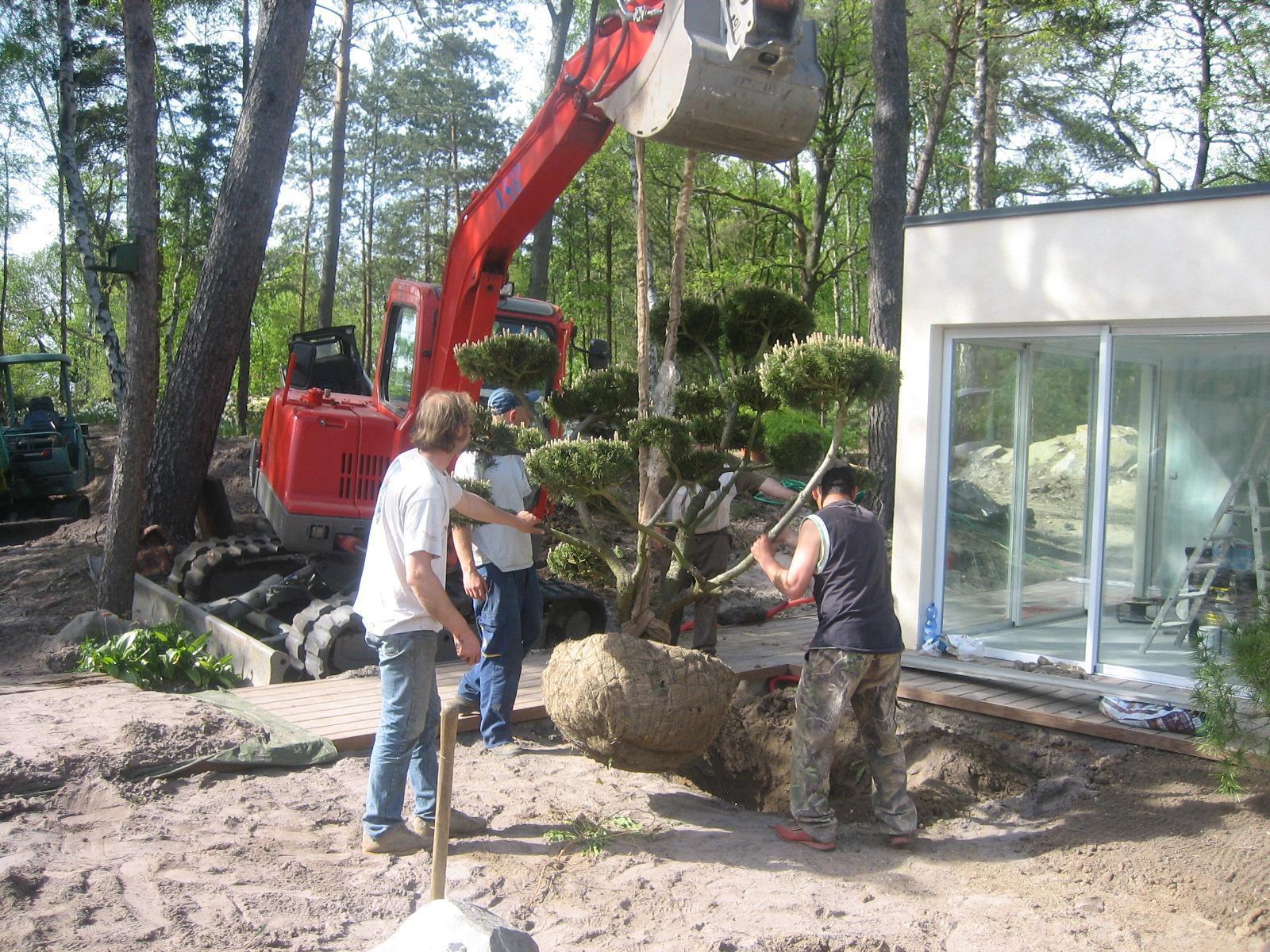 Déplacement d'arbre