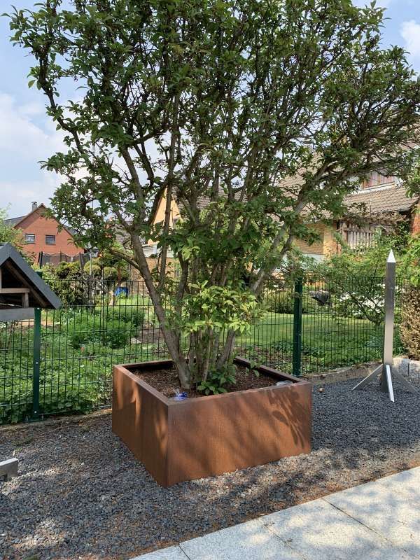 In einem quadratischen Pflanzgefäß wächst ein großer Baum.