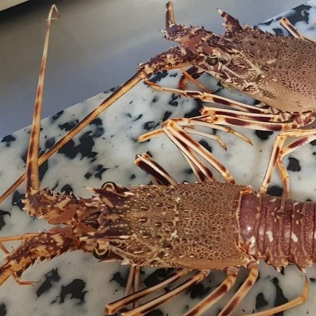 Écrevisses sur comptoir