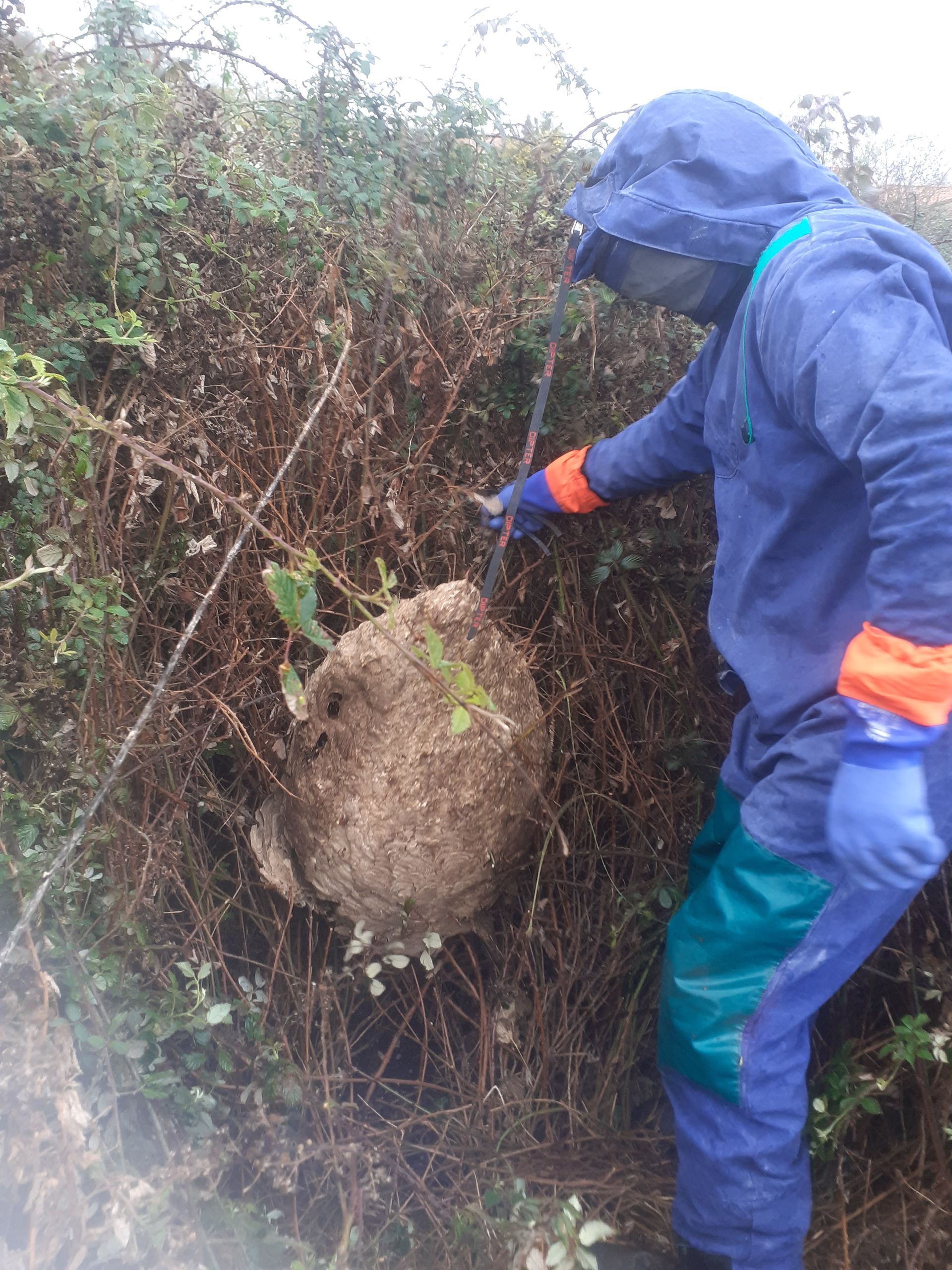 Une personne en combinaison de protection montre du doigt un gros nid de guêpes dans un buisson.