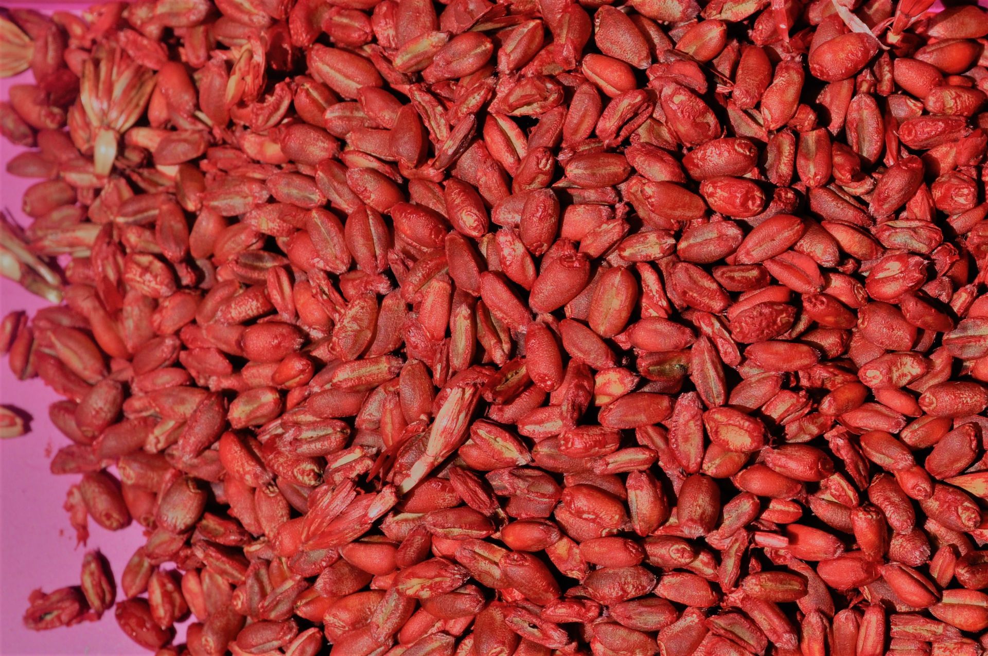 Un tas de graines de céréales rouges, probablement traitées, remplit le cadre sur un fond rose.