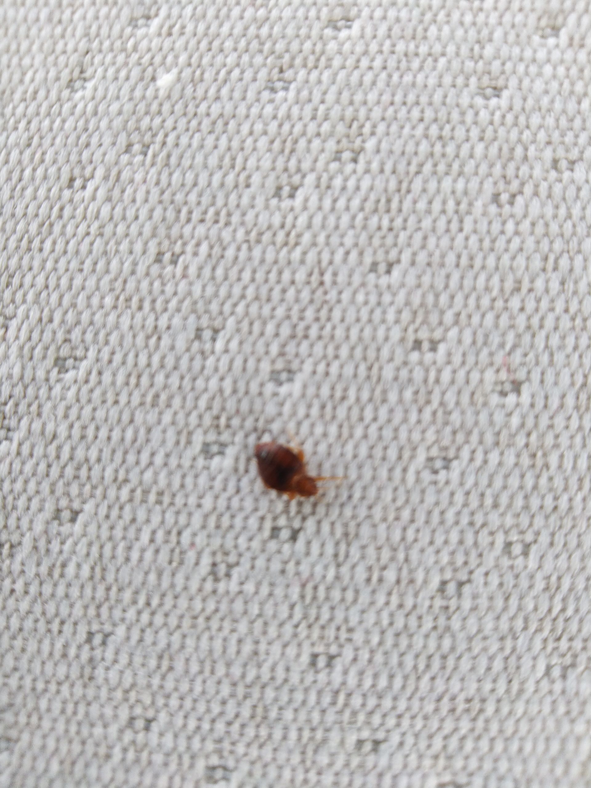 Insecte brun de forme ovale sur une surface blanche matelassée.