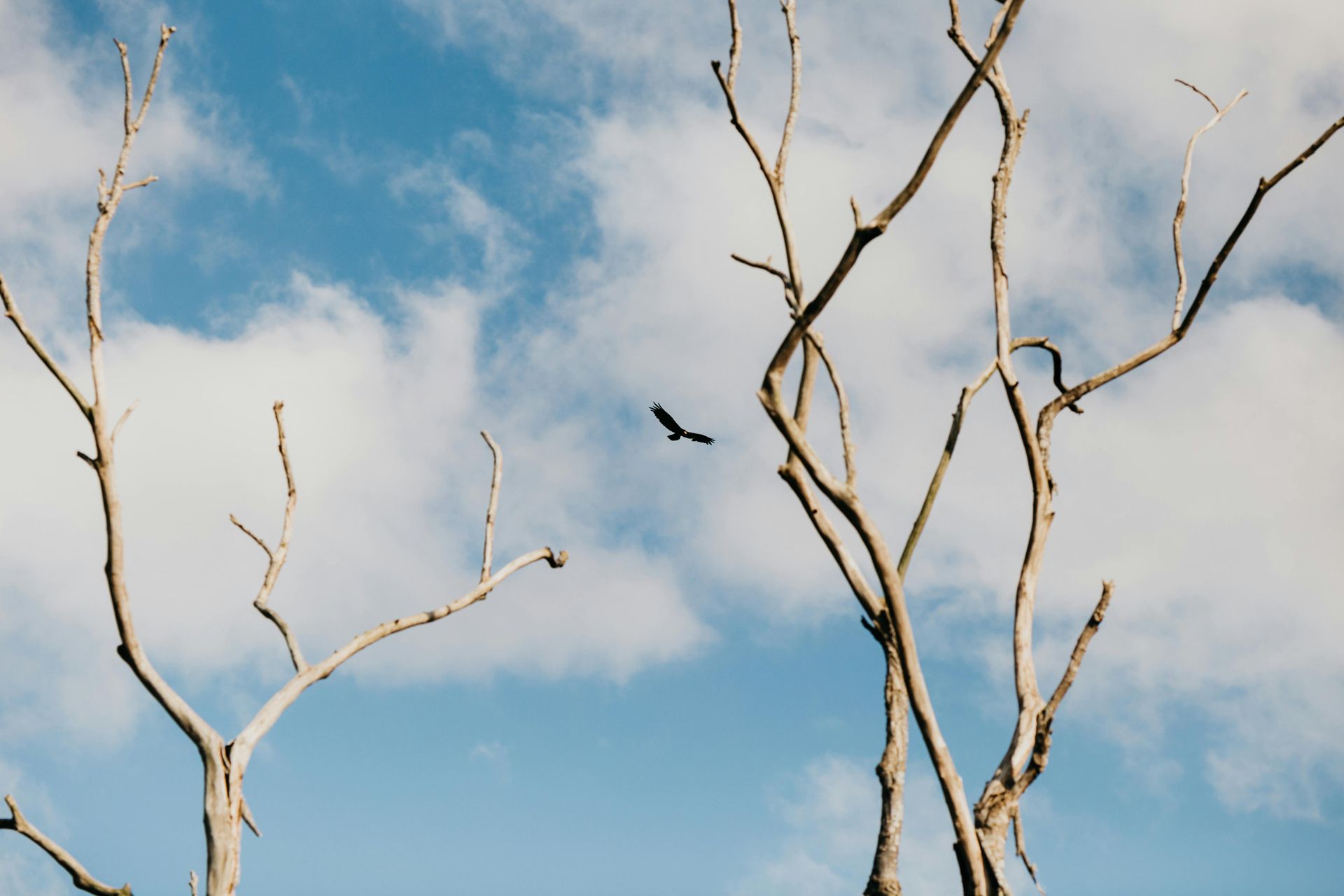 Branches d'arbres dénudées se détachant sur un ciel bleu nuageux, avec un oiseau en vol.