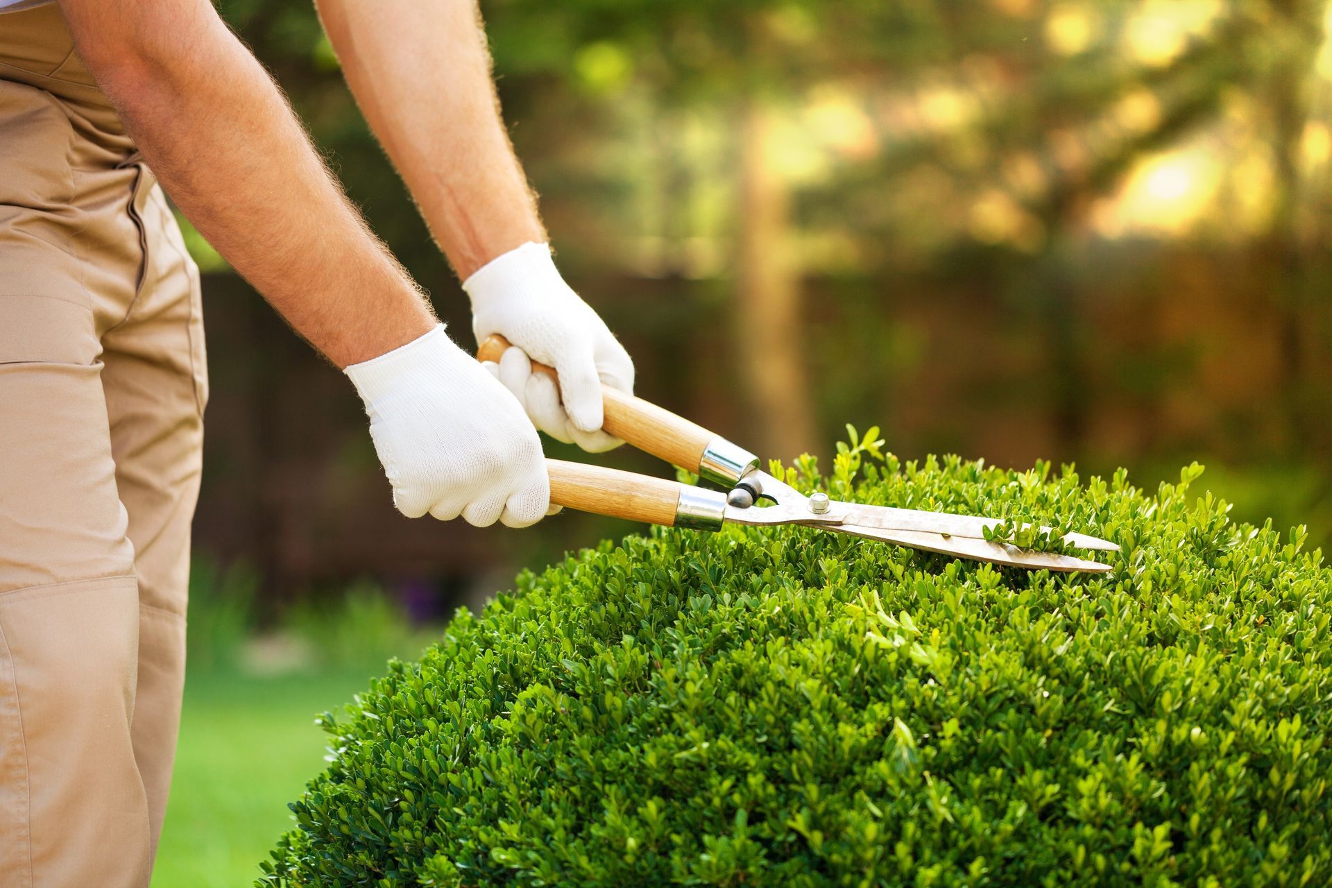 Des mains gantées taillent une haie verte avec des cisailles dans un jardin ensoleillé