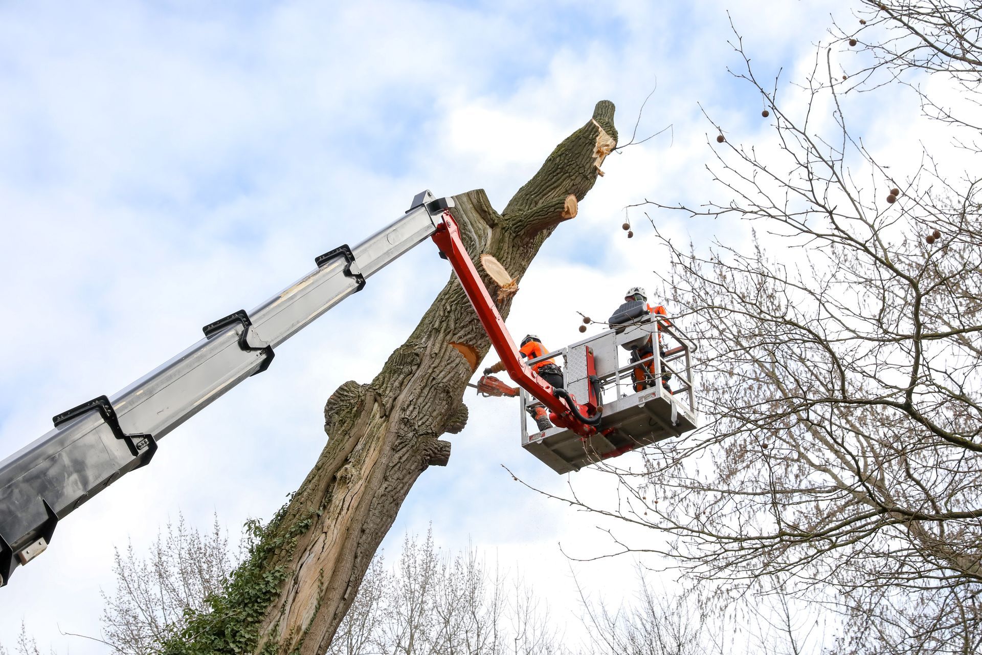 Un ouvrier, dans une nacelle élévatrice, élague un grand arbre à côté du bras d'une grue sous un ciel nuageux.