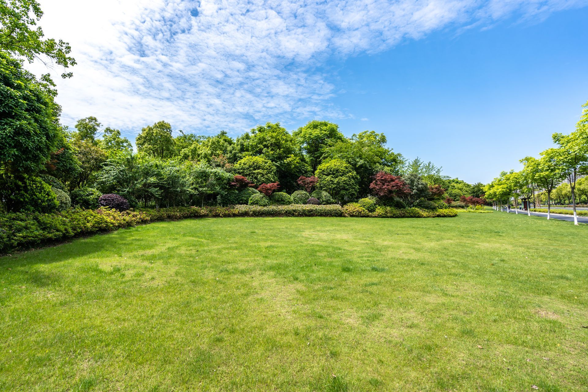 Pelouse verdoyante et ensoleillée d'un parc, avec des arbres et des arbustes sous un ciel bleu.