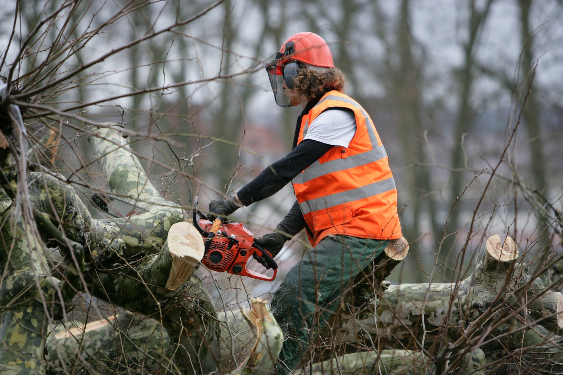 Un ouvrier portant un gilet orange et un casque de chantier utilise une tronçonneuse pour couper un arbre tombé dans une zone boisée.