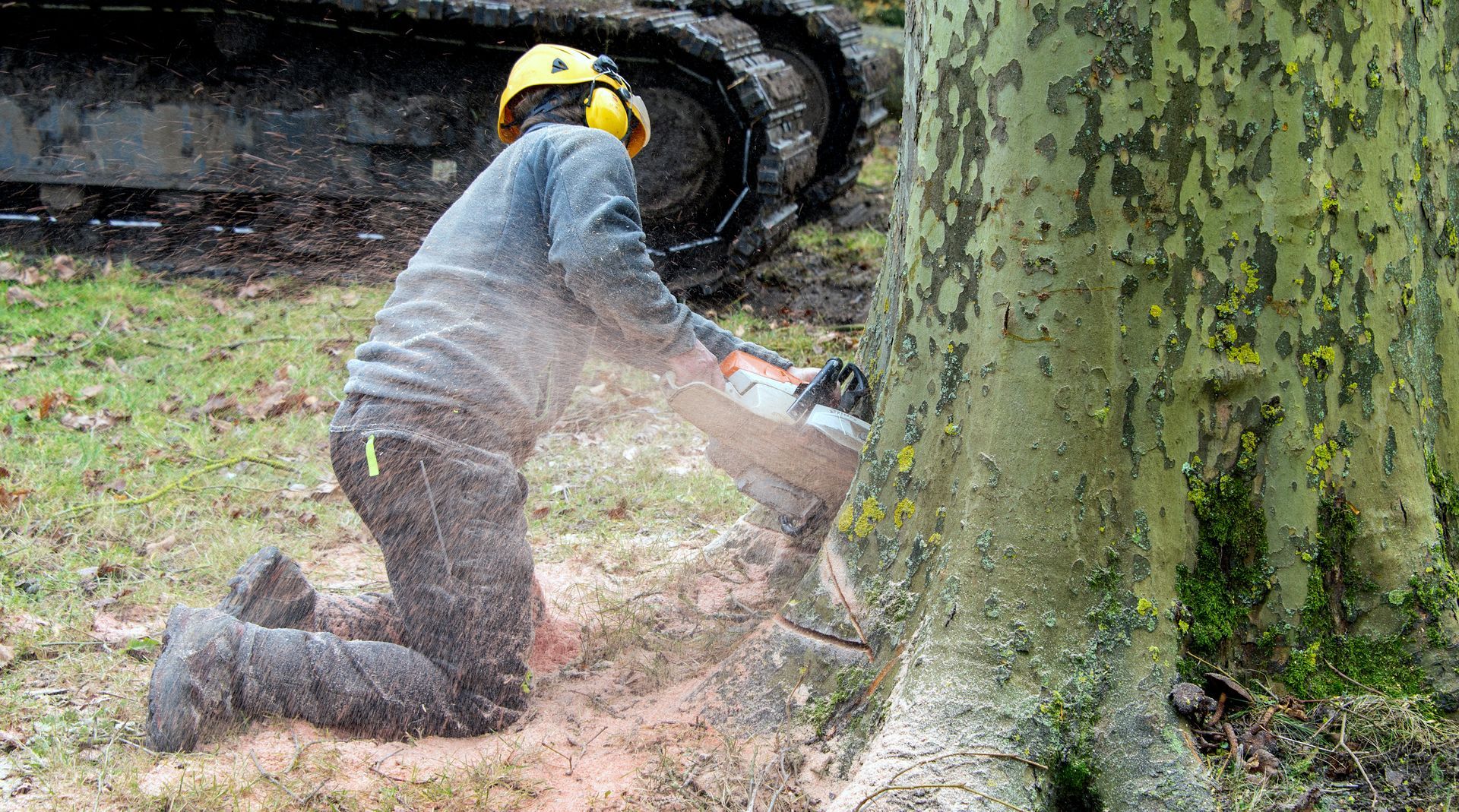 Une personne portant un casque jaune coupe un gros tronc d'arbre à la tronçonneuse en extérieur