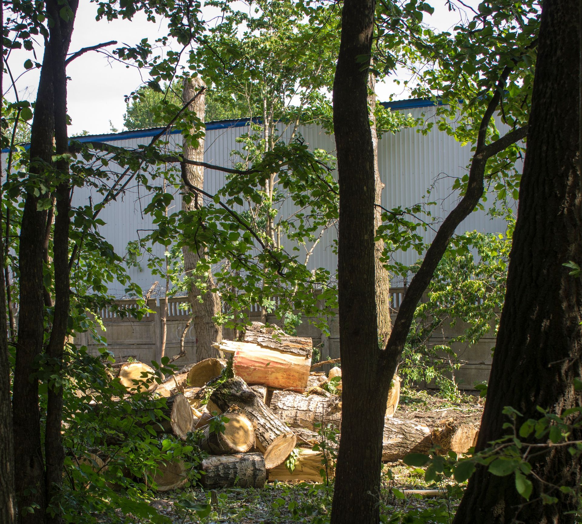 Terrain boisé avec des troncs d'arbre, des bûches empilées et un bâtiment en tôle ondulée en arrière-plan.