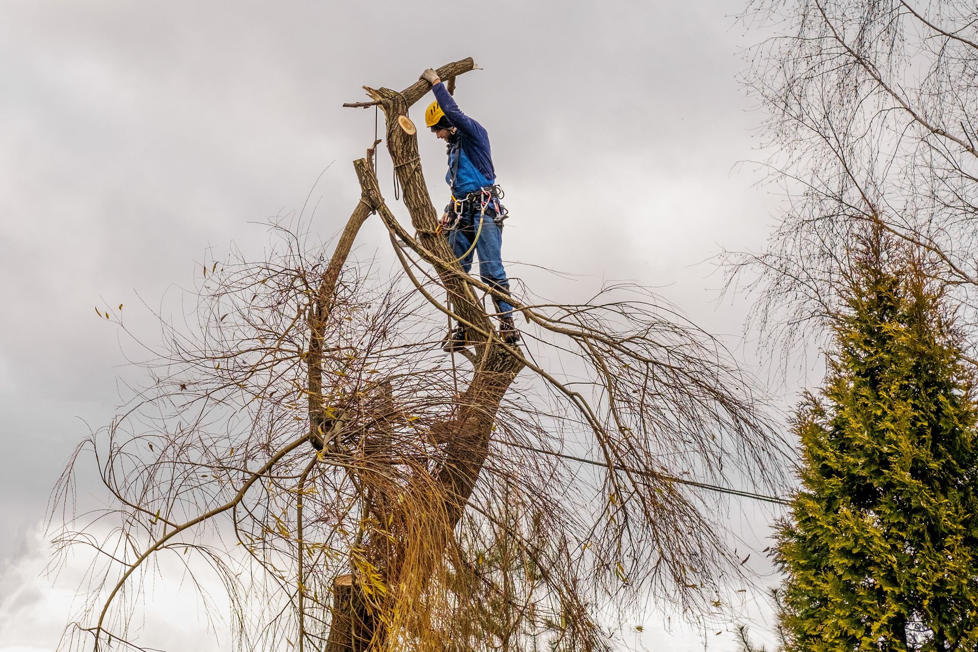 Une personne en tenue de sécurité bleue taille la cime d'un grand arbre dénudé sur fond de ciel nuageux.