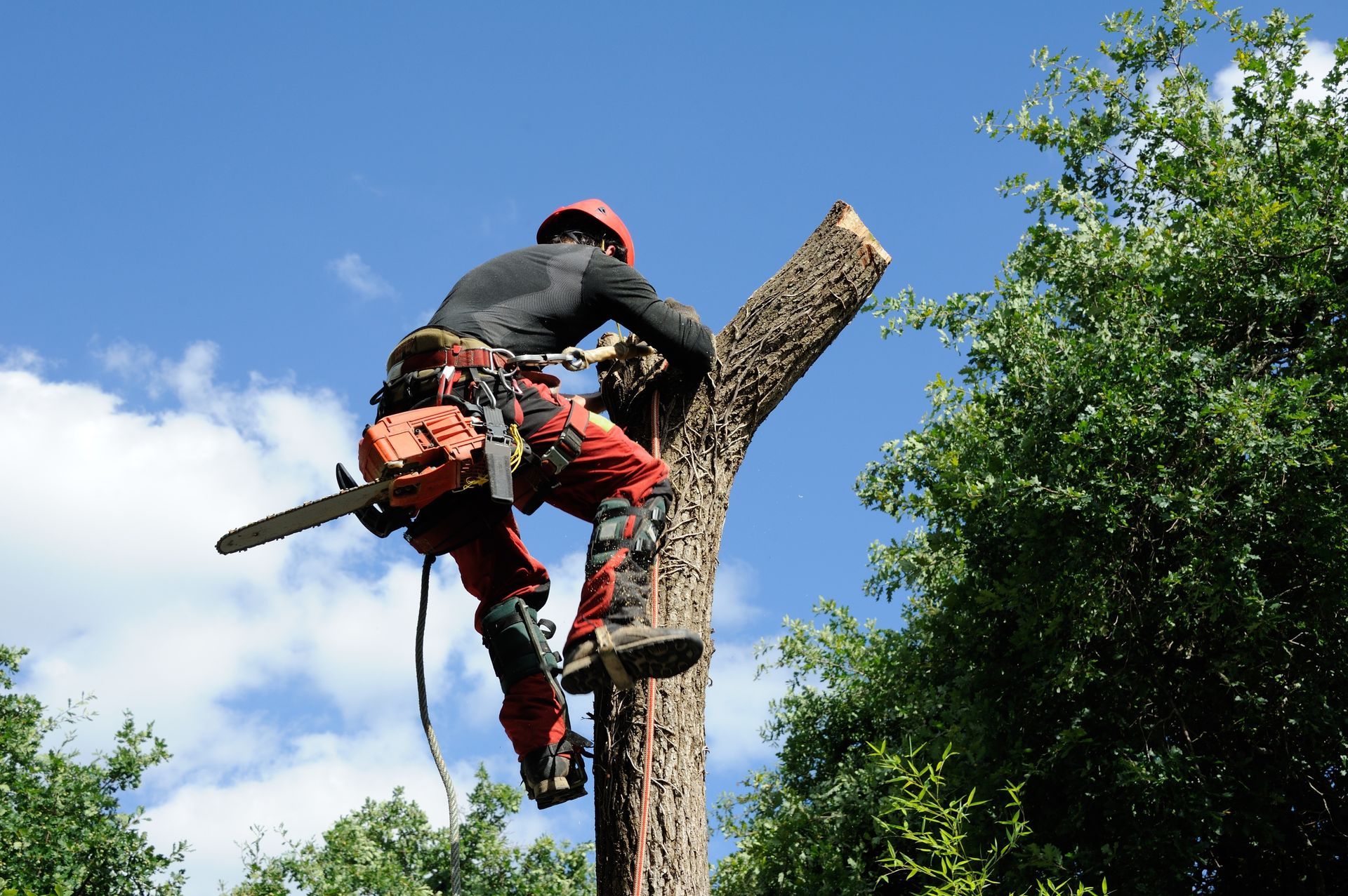 Arboriste en tenue de sécurité utilisant une tronçonneuse pour couper un tronc d'arbre sur fond de ciel bleu