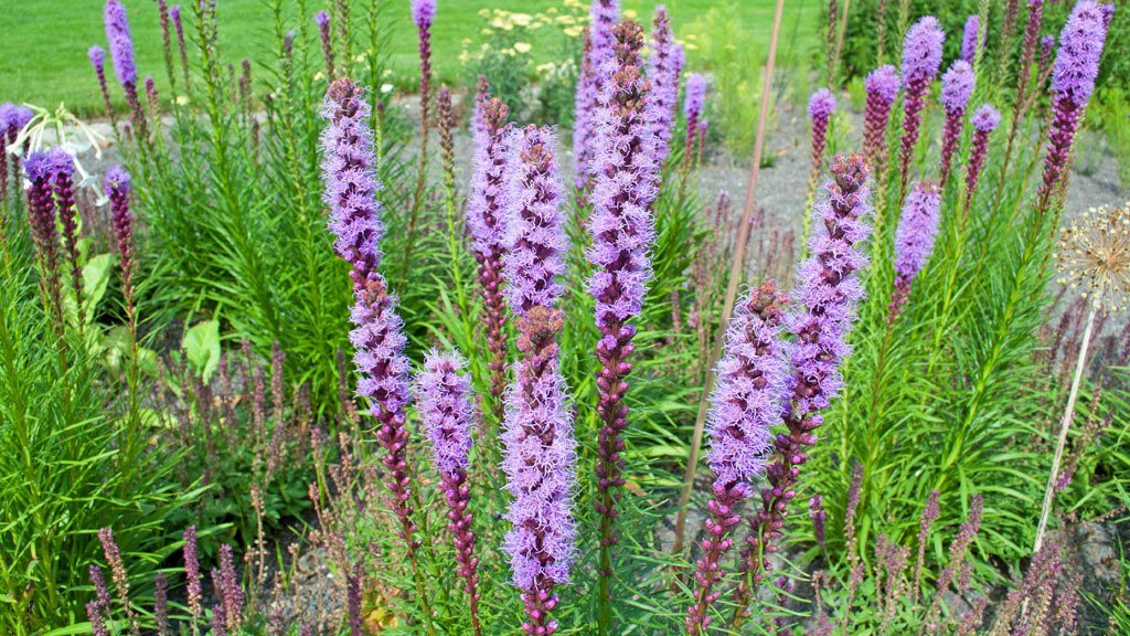 Gartenpflege - Dürig Gartenbau