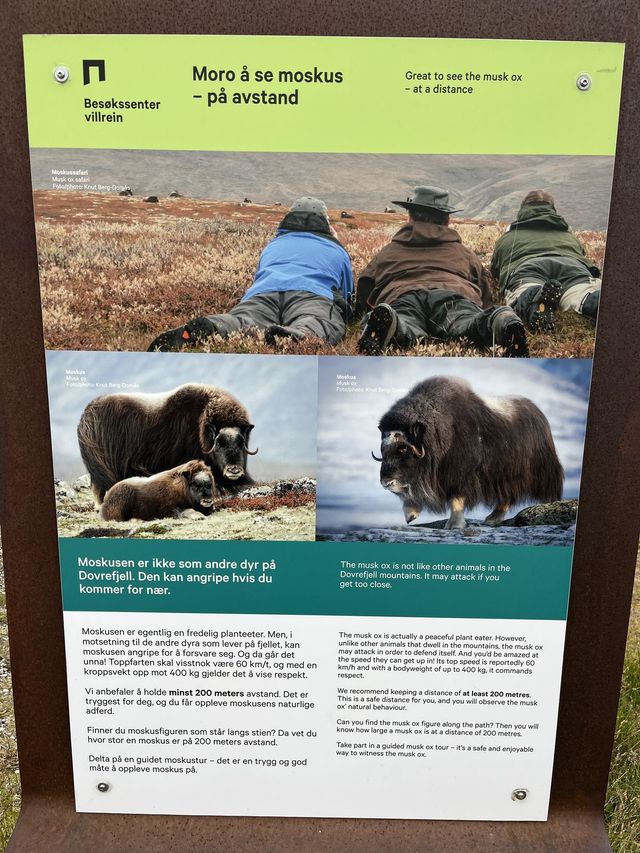 Musk ox safari in Dovrefjell National Park
