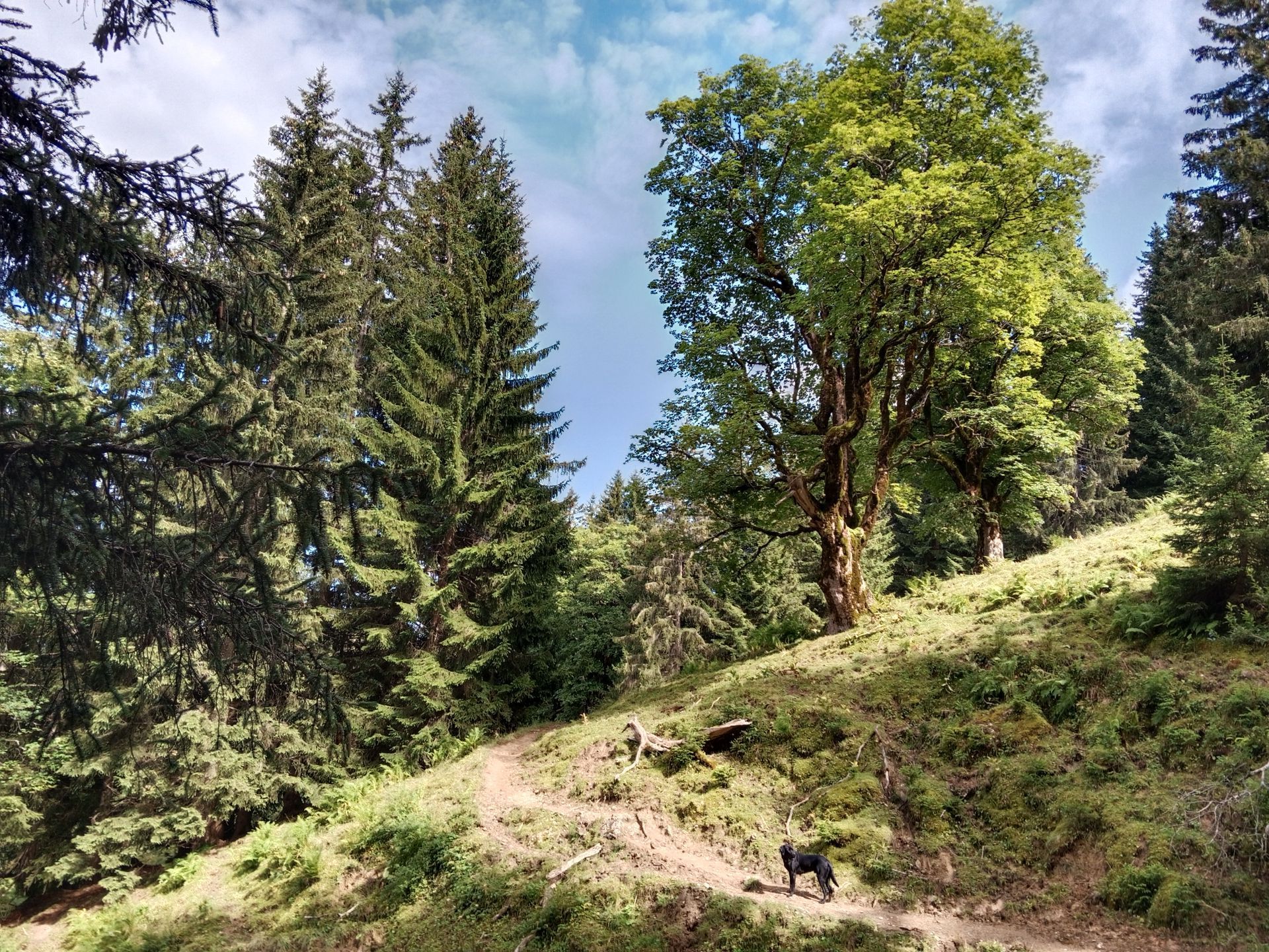 Wild und gesund ► Kräuterführungen und Exkursionen in Heilbronn mit Sibylle Arpogaus