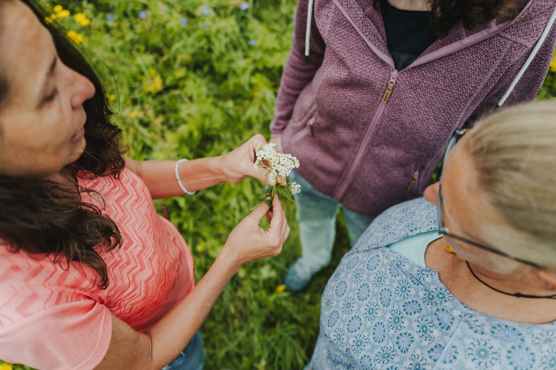 Wild und gesund ► Kräuterführungen und Exkursionen in Heilbronn mit Sibylle 