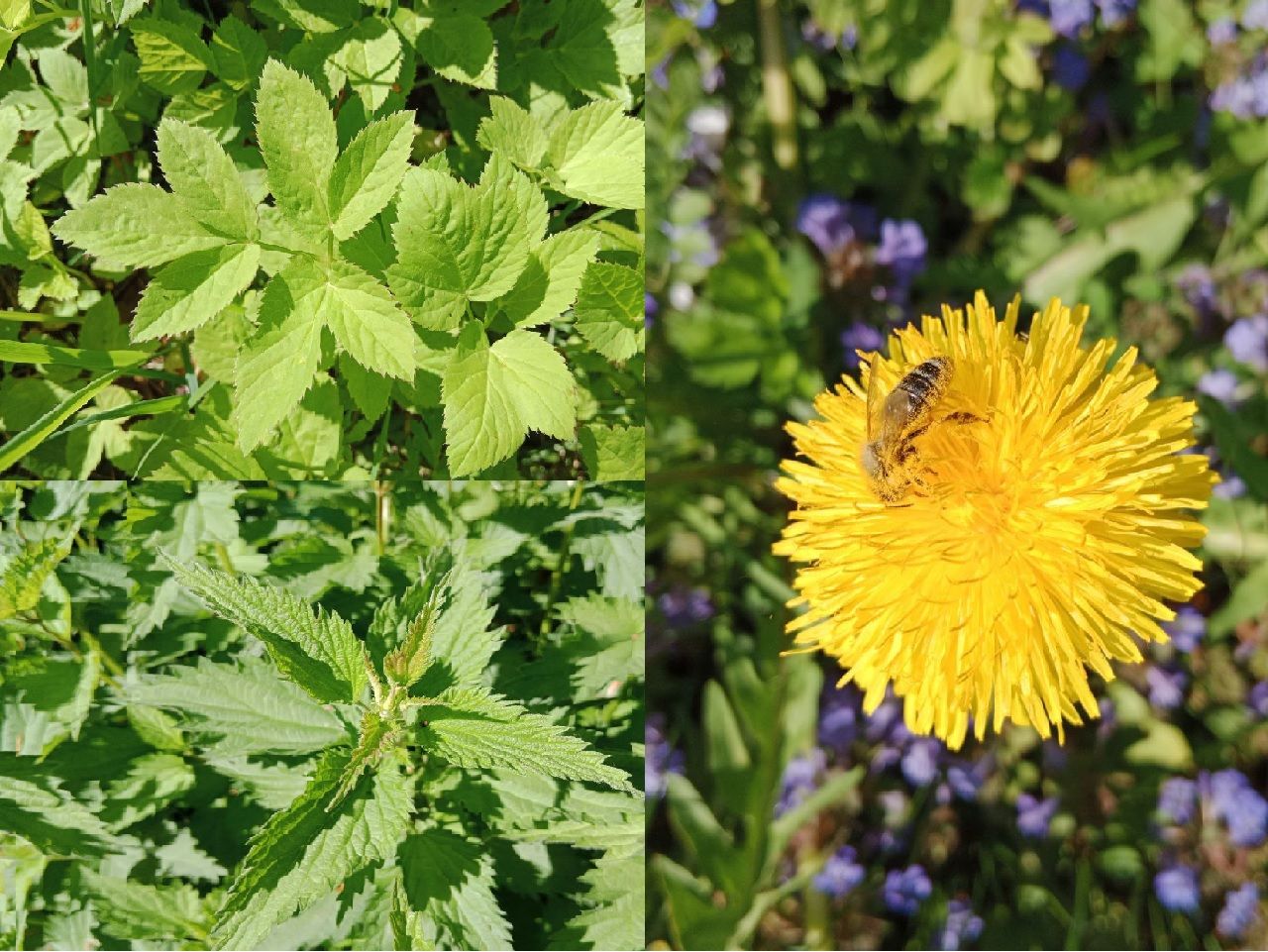 Wild und gesund ► Kräuterführungen und Exkursionen in Heilbronn mit Sibylle Arpogaus