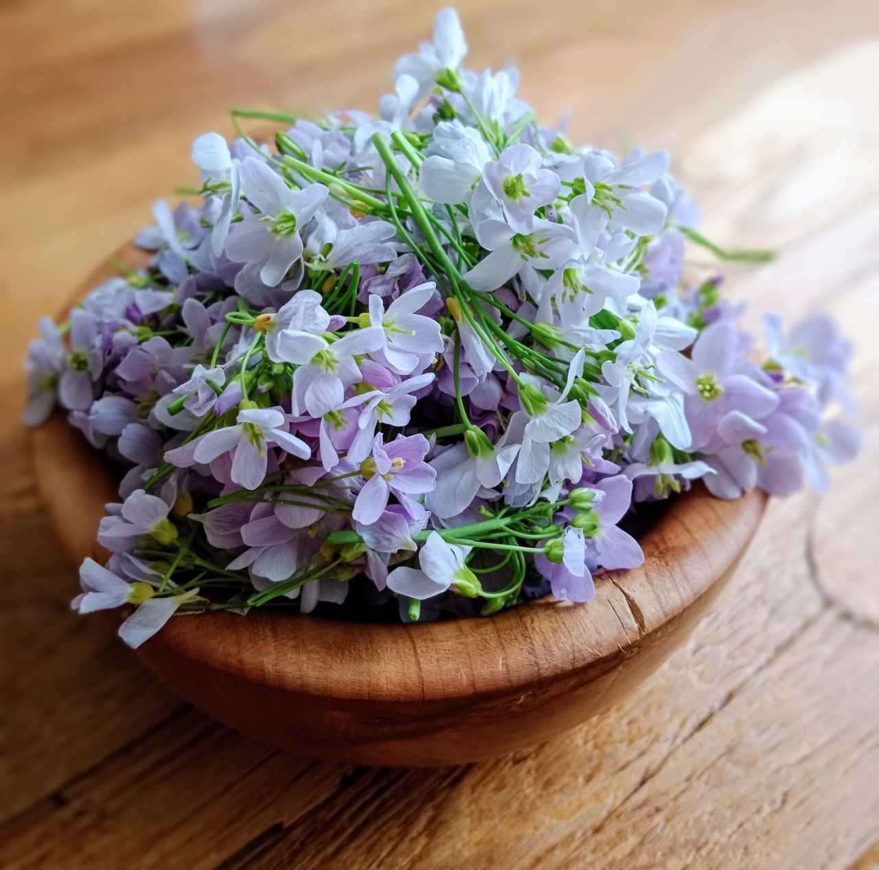 Wild und gesund ► Kräuterführungen und Exkursionen in Heilbronn mit Sibylle Arpogaus