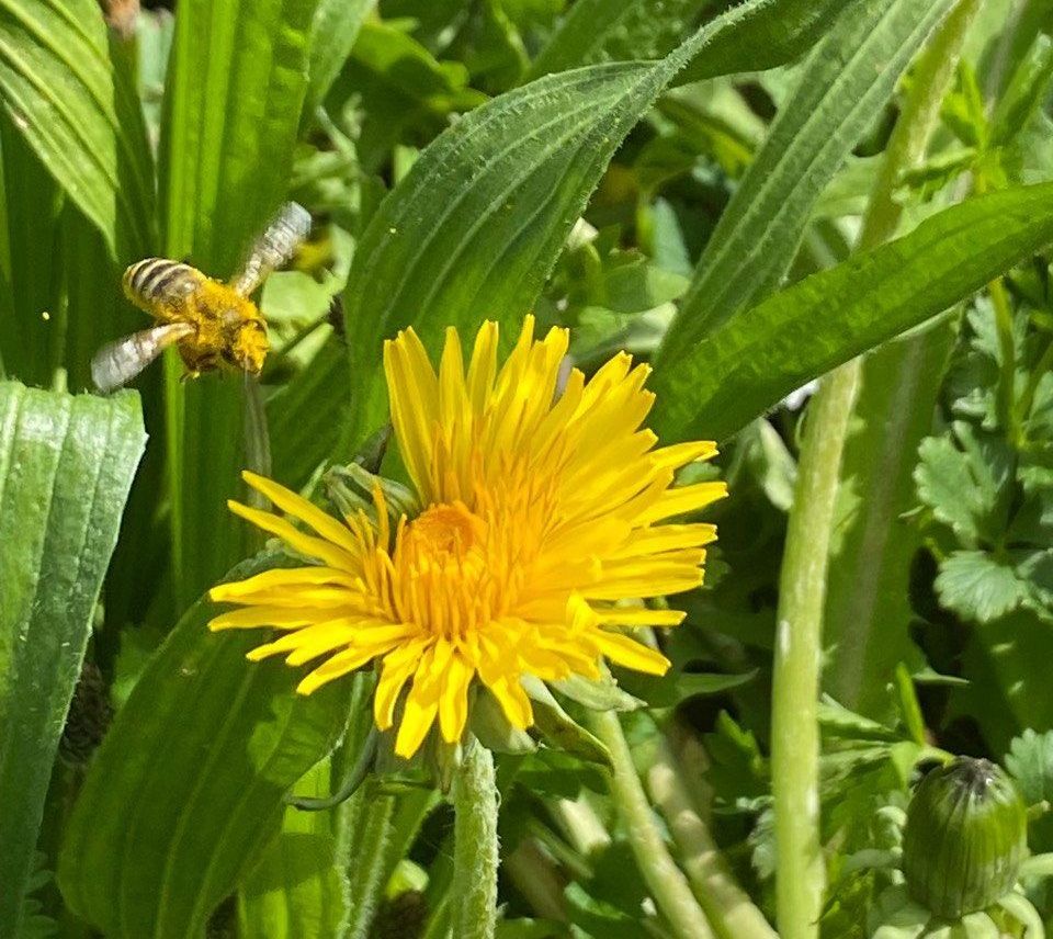 Wild und gesund ► Kräuterführungen und Exkursionen in Heilbronn mit Sibylle Arpogaus