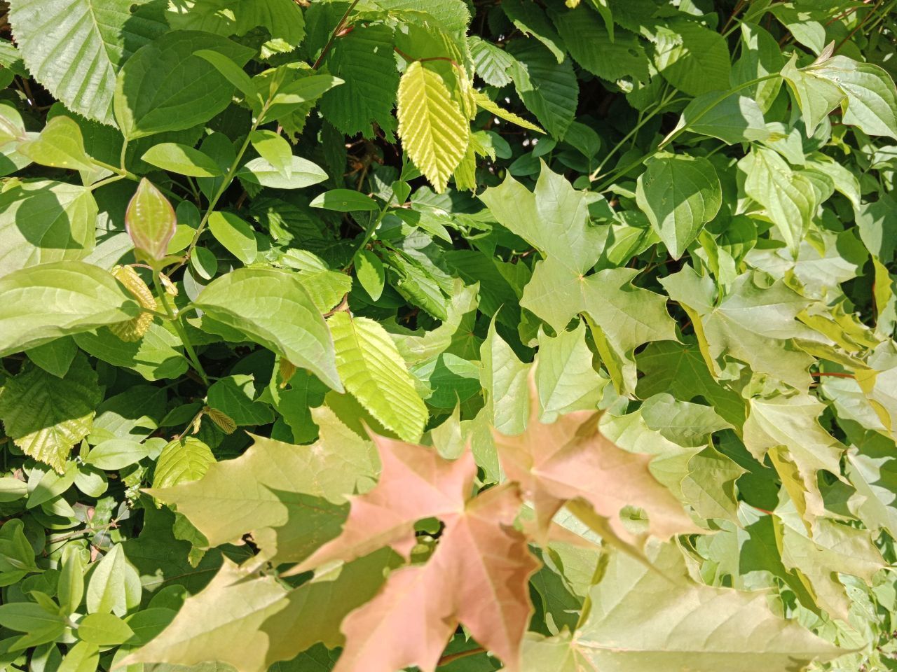 Wild und gesund ► Kräuterführungen und Exkursionen in Heilbronn mit Sibylle Arpogaus