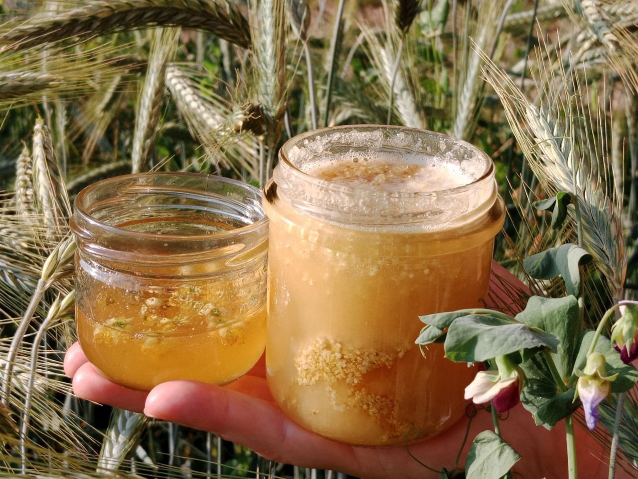 Wild und gesund ► Kräuterführungen und Exkursionen in Heilbronn mit Sibylle Arpogaus