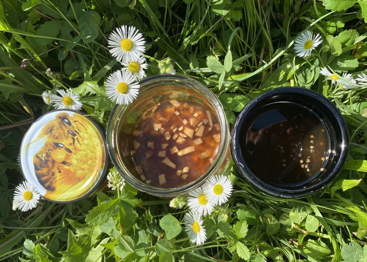 Wild und gesund ► Kräuterführungen und Exkursionen in Heilbronn mit Sibylle Arpogaus