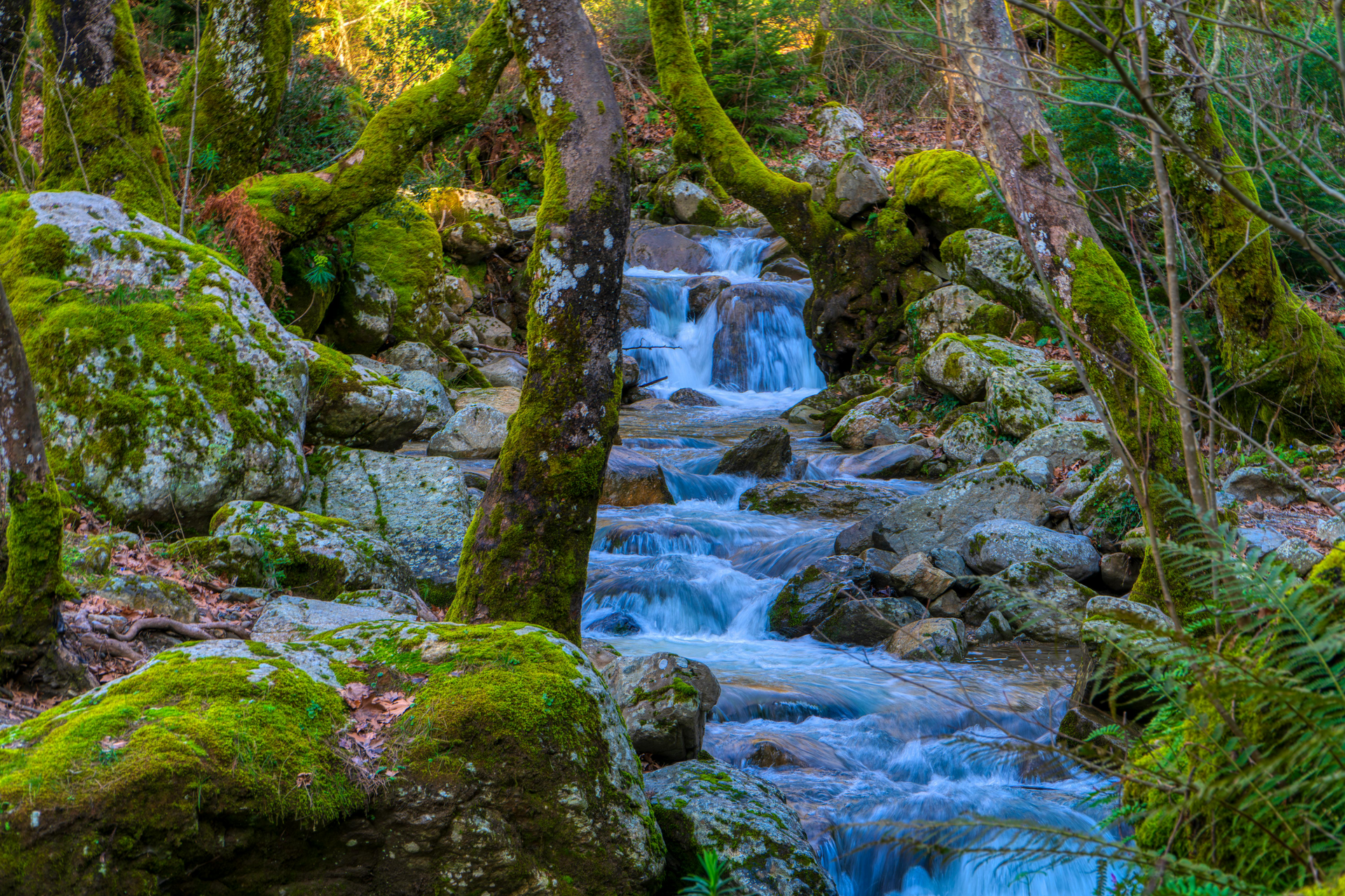 A small, clear stream flows over rocks covered in vibrant green moss through a lush, dense forest.