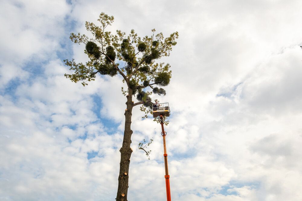 Un hombre está cortando un árbol con una grúa.