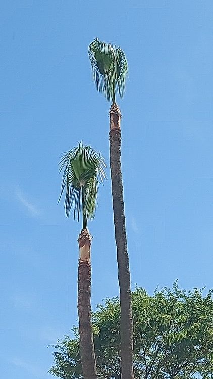 Dos palmeras están una al lado de la otra frente a un cielo azul.