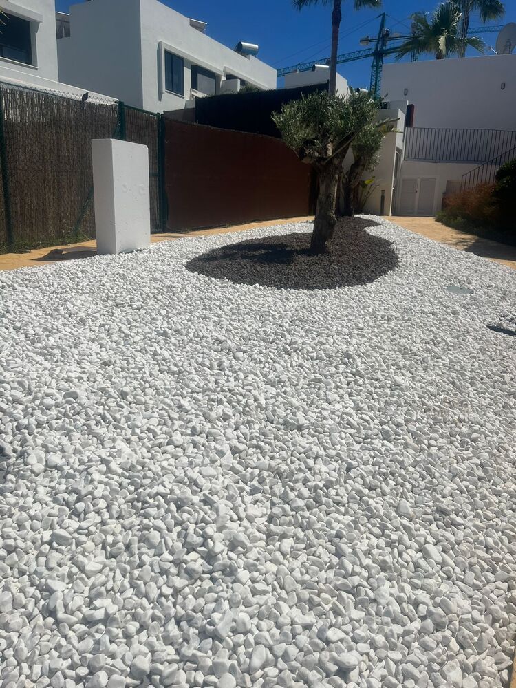 Hay un árbol en medio de una pila de rocas blancas.