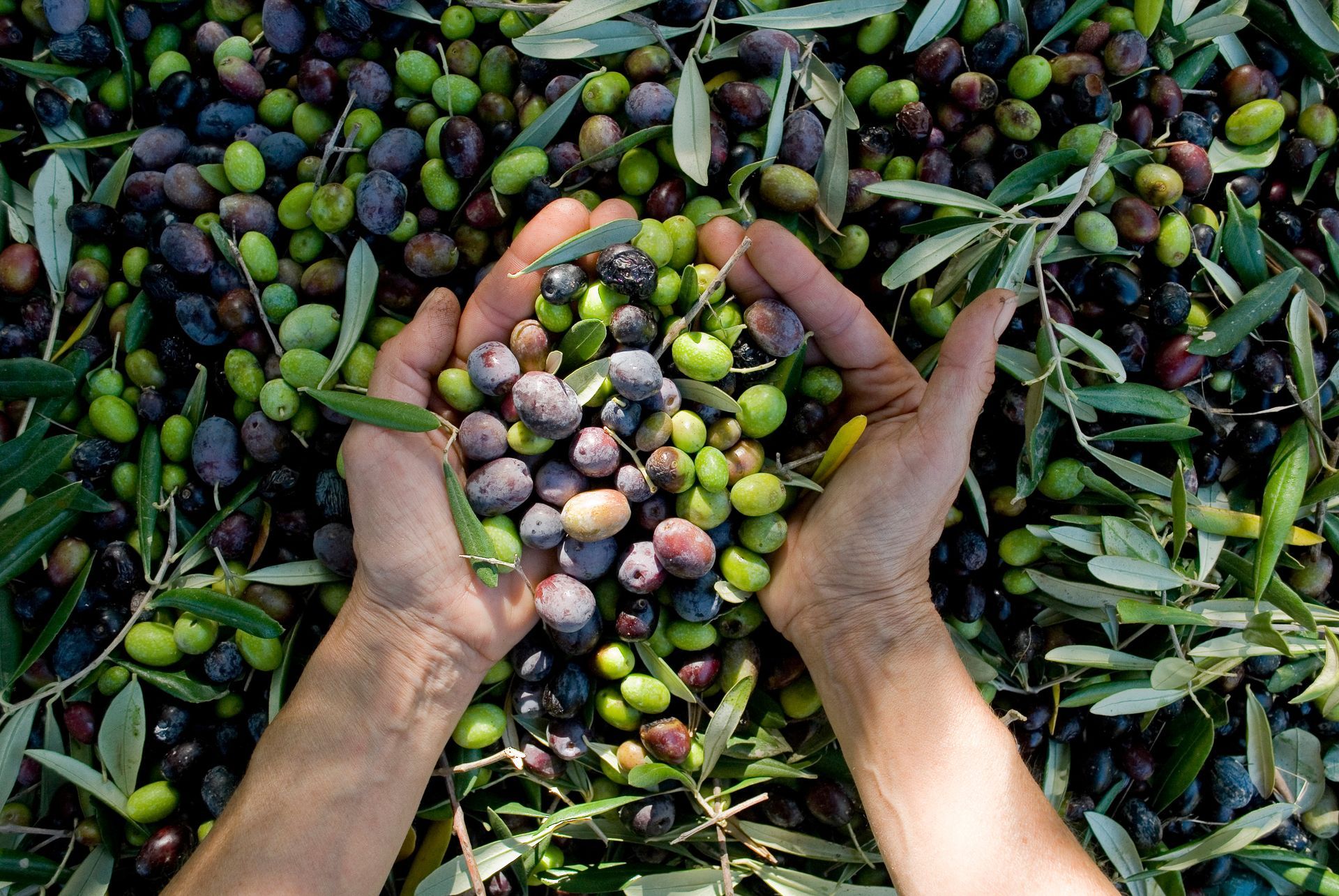 Des mains tenant un mélange d'olives vertes et violettes au-dessus d'un tas d'olives récoltées et de feuilles
