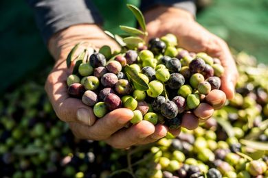 Des mains tenant des olives fraîchement cueillies, principalement vertes et violettes, dans un verger ensoleillé
