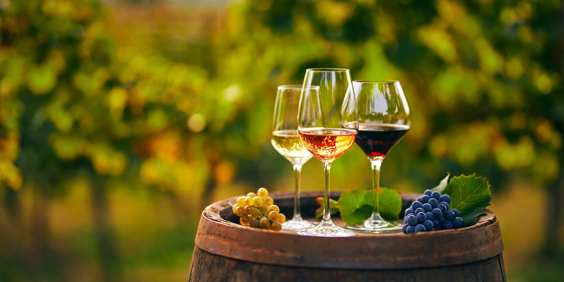 Deux verres à vin rouge posés sur un tonneau au milieu des vignes, dans un vignoble ensoleillé.