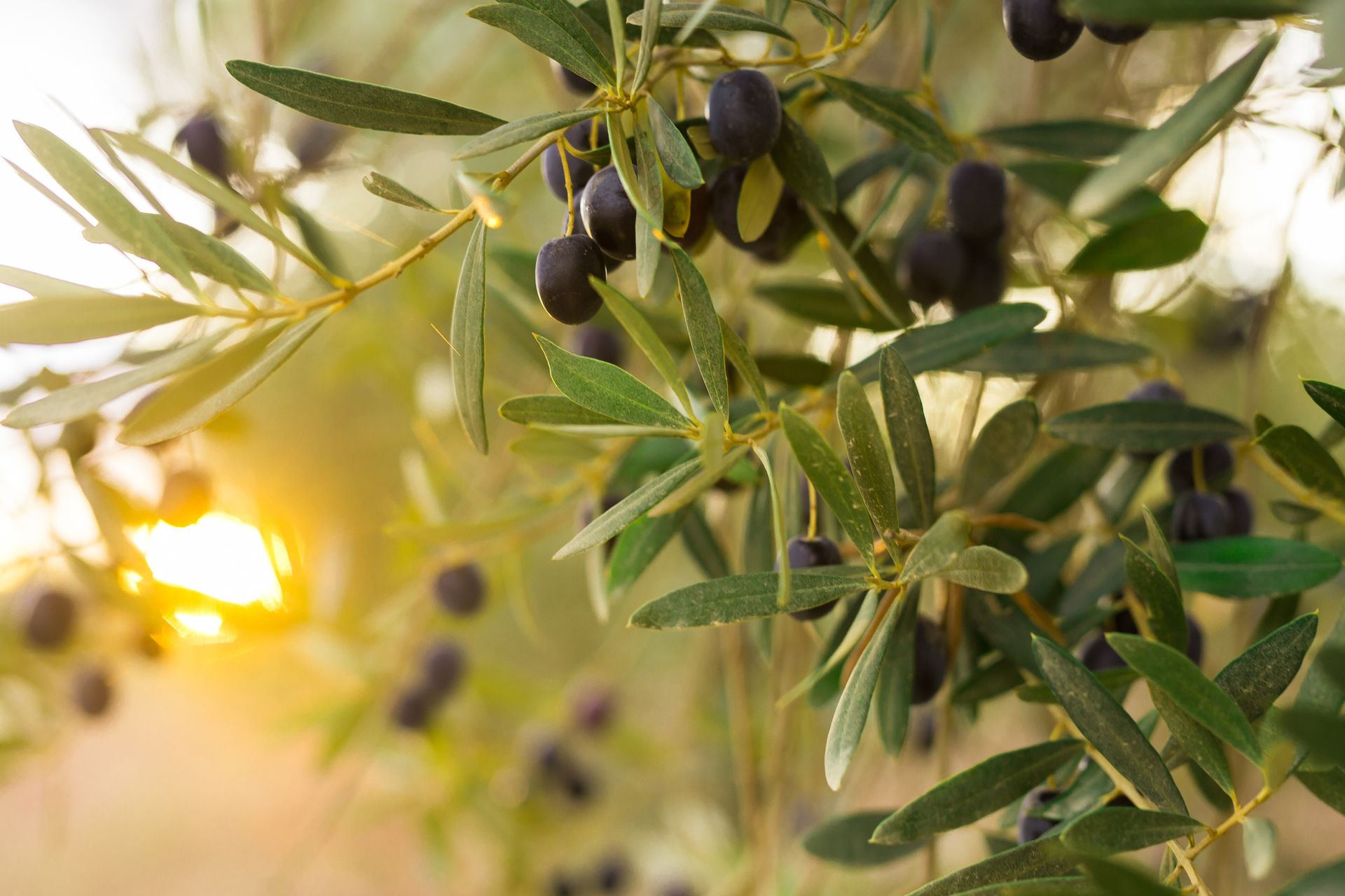 Branches d'olivier ensoleillées, avec des olives noires suspendues parmi les feuilles vertes